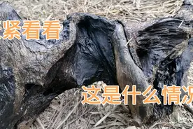 早晨6点40分，农村荒山发现神秘之物，大伙一起看看吧视频封面