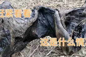 早晨6点40分，农村荒山发现神秘之物，大伙一起看看吧视频封面