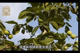 家中庭院里种植核桃树是吉是凶，有什么讲究。视频封面