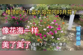 十几盆太阳花同时开花，是一个怎样壮观的景象？与大家一起分享！视频封面