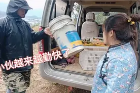 广西小伙真勤快！下雨天还去摘沙糖桔，难道是因为有二妹在视频封面