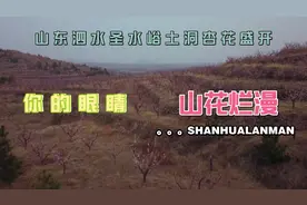 这里杏花正盛开，航拍山东泗水圣水峪土洞山花烂漫 清香迷人视频封面