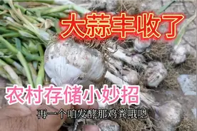 刚下来大蒜怎样储存呢？70岁老农教您一招土办法，放一年不干不瘪视频封面