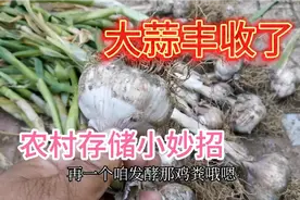 刚下来大蒜怎样储存呢？70岁老农教您一招土办法，放一年不干不瘪视频封面