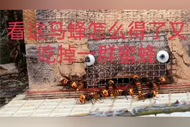 看这是我的蜜蜂箱，被马蜂霸占了，啃咬个洞又吃垮一群蜜蜂