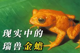 财源广进的瑞兽金蟾，竟然真实存在！？被人类发现后24年神秘消失