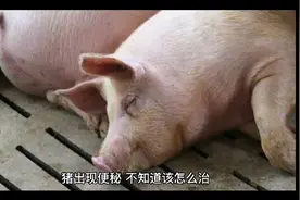 猪出现便秘，不知道该怎么治？几种泻药的用法及注意事项！视频封面