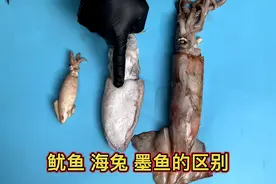 墨鱼不是鱼 是贝类 和鱿鱼海兔有什么区别视频封面