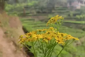 等将来大家都进城了，就让我留下来守村吧！视频封面