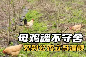 母鸡在野地魂不守舍，见到公鸡就温顺了，或许鸡也需要安全感吧视频封面