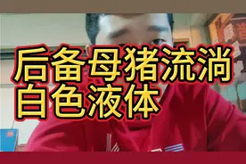 尚未经过配种的后备母猪，流淌白色牛奶样的液体，就这么做。视频封面