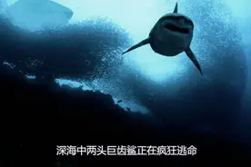 远古海洋霸主巨齿鲨，为母复仇疯狂撕咬鲸鱼，一口将它拦腰咬断！视频封面