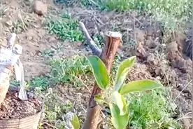 果树嫁接2次了，为什么还要嫁接，这么“野蛮”的方式能成活吗视频封面