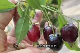 为实现＂车厘子自由＂，我用三年时间验证：樱桃适合广东种植吗？视频封面