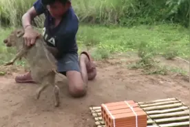 缅甸最帅小伙徒手捕获野猪视频封面