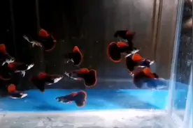 3种非常漂亮又好养的孔雀鱼，同品种孔雀鱼品质差别如此大