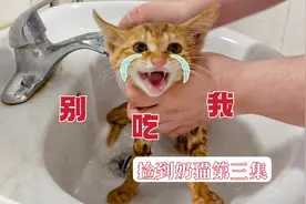 给捡回家的流浪小橘猫洗澡，全程骂骂咧咧好委屈，猫：别吃我！