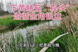气温上升是装黄鳝必要条件，下黄鳝笼“秘诀”遵循金角银边视频封面