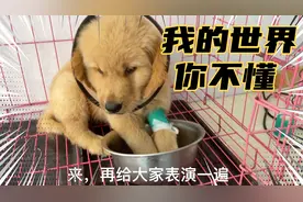 狗子的迷惑行为！喝水一定要喝洗脚水！就是拦都拦不住的那种！视频封面