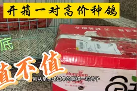 开箱一对吴淞种鸽，圆头短嘴桃花眼，经过快递蹂躏这状态还行视频封面