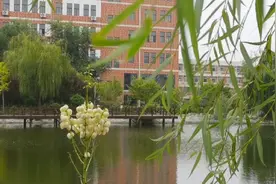 剑麻花开，花朵可以食用，可以入药，为爱付出一切的花更加美丽视频封面