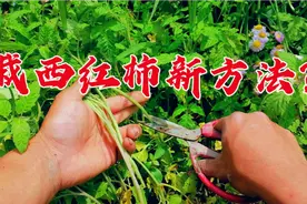 西红柿秧旺长别怕？只需用剪刀剪一剪，番茄秧苗旺结果多还大高产视频封面