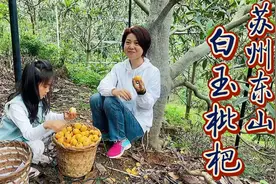 苏州东山摘枇杷，洁白如玉汁水爆满甜掉牙，爬树采果乐不思蜀！视频封面