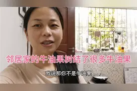 儿子告诉我说，邻居家的牛油果树结了很多牛油果，大家认识这树吗视频封面