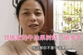 儿子告诉我说，邻居家的牛油果树结了很多牛油果，大家认识这树吗视频封面