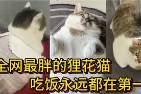 全网最胖的狸花猫，干啥啥不行，吃饭第一名，顺带再蹭点狗粮！