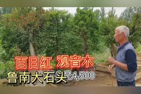 盆景小镇的伊大爷处理一批风景树，青檀观音木百日红4500，真超值视频封面