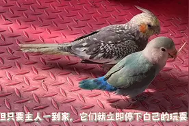 手养鹦鹉聪明又可爱，超级粘人，主人上床得偷偷的，这是为什么呢视频封面