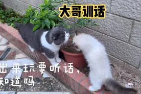 第一次在野外狂奔的小猫，又撞玻璃又撞墙，真是太难管教了视频封面
