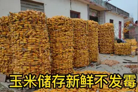 今年雨水太多，玉米必须这样储存，新鲜不发霉，省时又省力视频封面