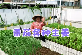 盆栽番茄套种生姜，双丰收互相不耽误。视频封面