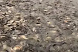 回流产卵的鱼