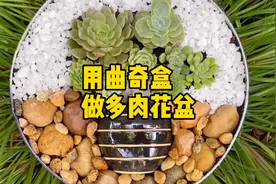 吃完的曲奇饼干盒千万别扔，简单改造一下，就变身一个多肉小盆景视频封面