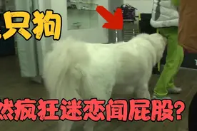 男主脱单后，宠物狗竟然疯狂迷恋闻屁股！狗子：这味有点上头！视频封面