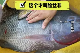 深水果然藏大货，这个才是脸盆非，十几斤的罗非估计得长10年了