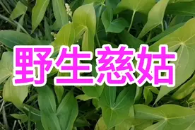 农村一种野草慈姑,又名茨菰,过去是穷苦人的救命菜如今却是稀罕货视频封面