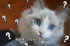 猫咪张开嘴巴一脸震惊的表情,是在表达惊讶吗?