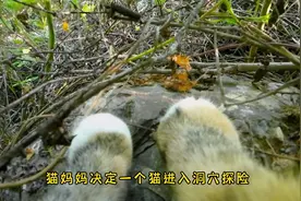 猫妈妈每次出门，都不忘记给幼崽带“小零食”视频封面