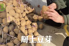 东北天气越来越暖，地窖的土豆发芽了，把芽掰掉，还能吃四个月！视频封面
