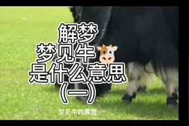 解梦，梦见牛，是什么意思（一）视频封面