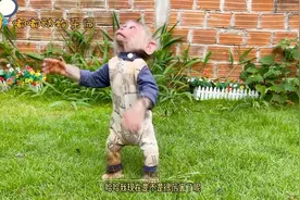 嘟嘟动物乐园；小猴子有了超能力视频封面