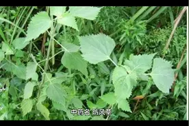 中药  防风草视频封面