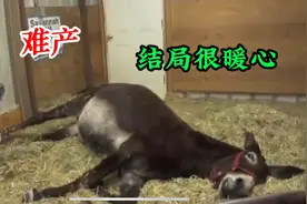 母驴难产命在旦夕，驴贩子齐帮忙人工助产，最终小驴顺利出生！视频封面