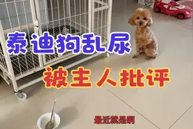 泰迪狗在客厅乱尿我的主人要狠揍！吓得狗子一点一点往后退视频封面