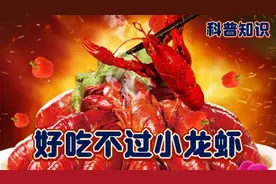 都说小龙虾寄生虫多，如果这样处理还会有吗？让你一分钟全部了解视频封面