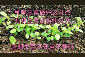 生菜出苗后，多浇这样的水，生菜又嫩又旺长势快，不死苗不黄叶视频封面